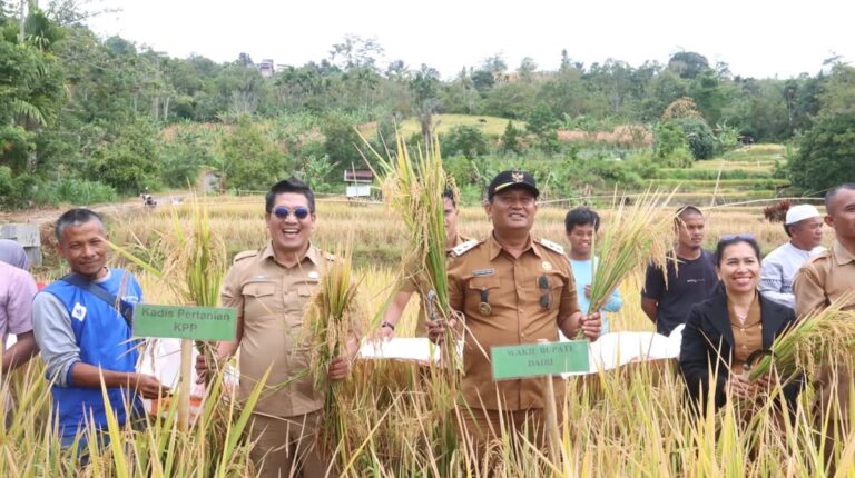 Wakil Bupati Panen Padi Bersama Warga Gunung MeriahDairi - Wakil Bupati Dairi, Wahyu Daniel Saga